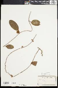 Toxocarpus wightianus image