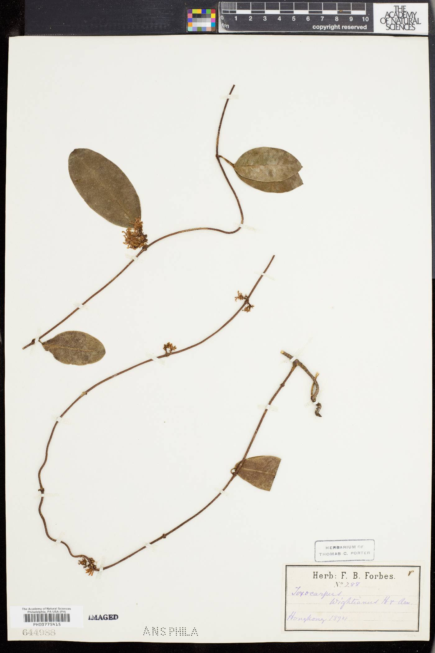 Toxocarpus wightianus image
