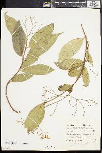 Image of Trachelospermum lucidum