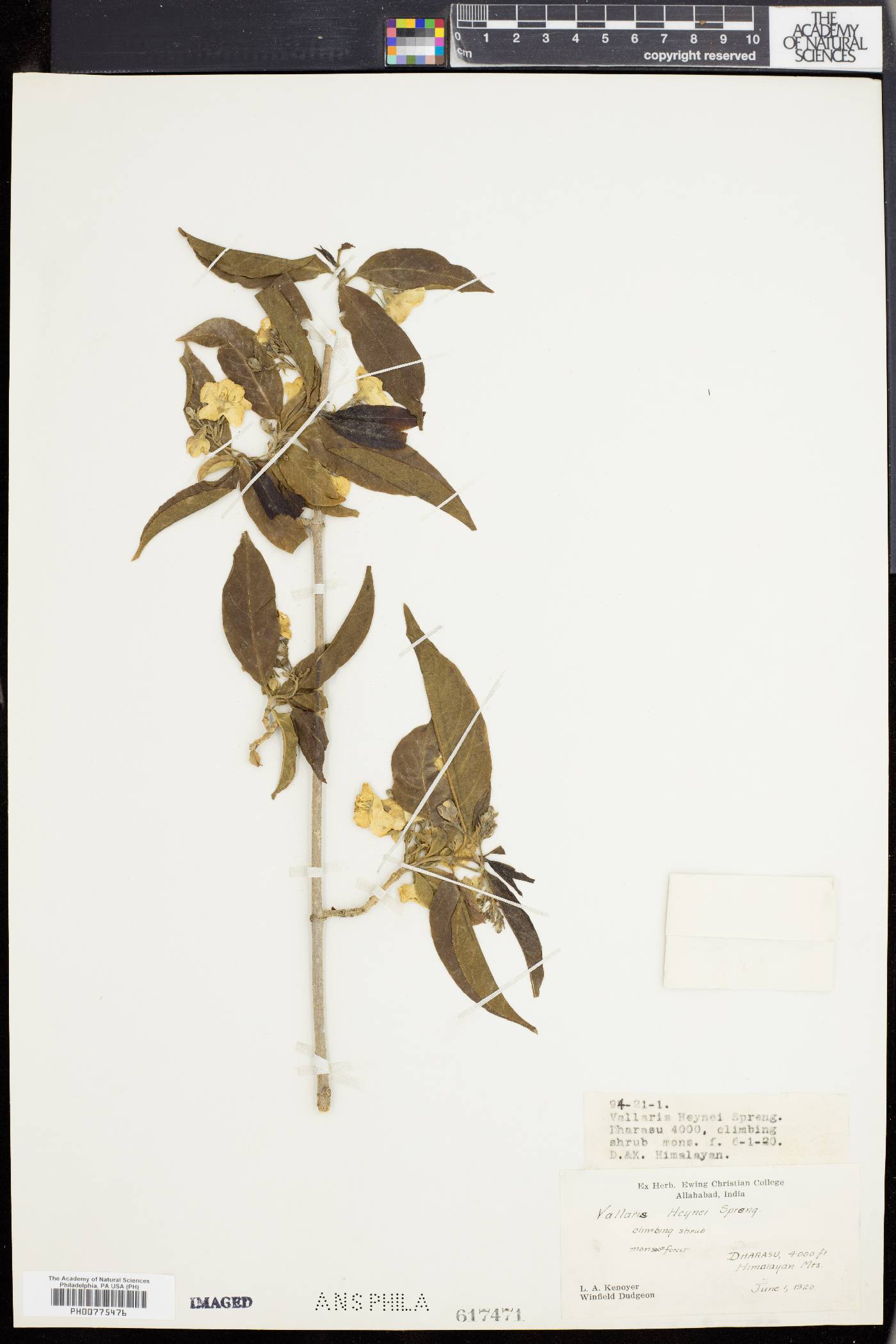Vallaris solanacea image