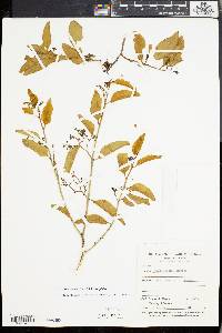 Vallesia glabra image