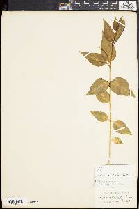 Vinca difformis image