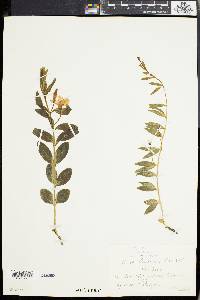 Vinca herbacea image