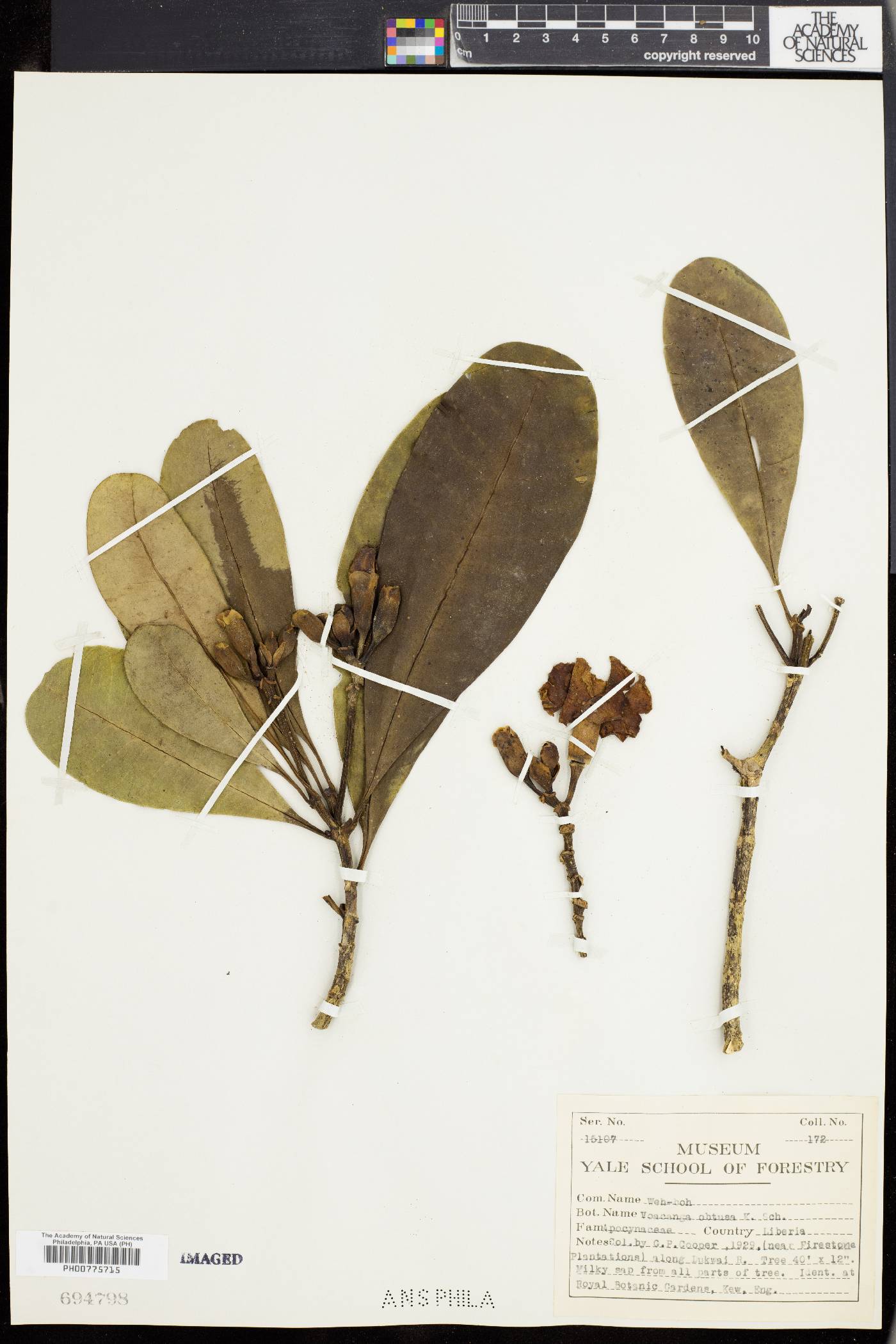 Voacanga thouarsii image