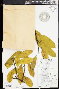 Media resource of Willughbeia tenuiflora