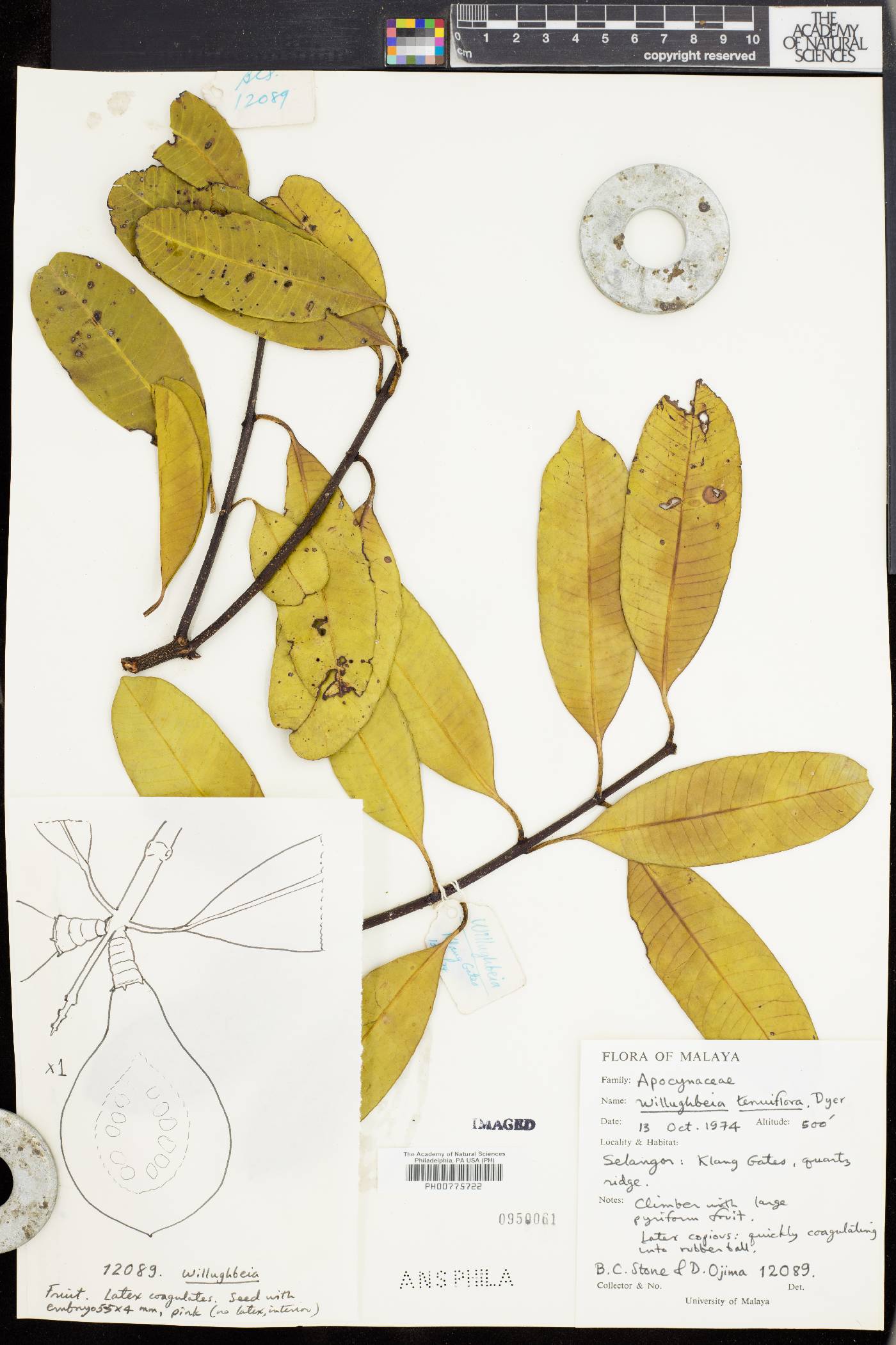 Willughbeia tenuiflora image