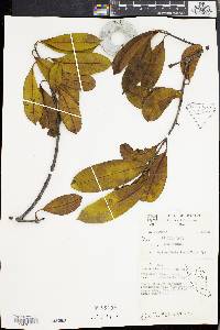 Willughbeia tenuiflora image
