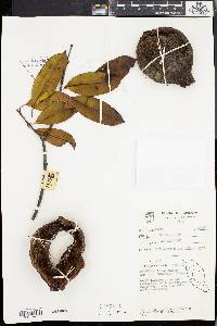 Willughbeia tenuiflora image