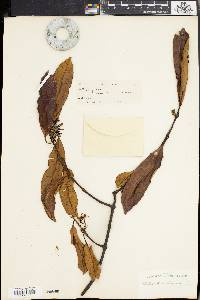 Willughbeia tenuiflora image