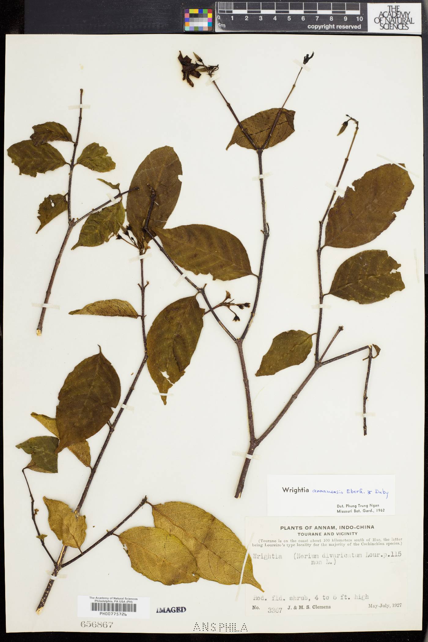 Wrightia pubescens subsp. pubescens image