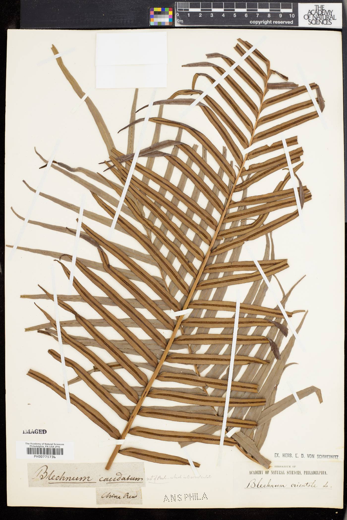 Blechnum orientale image