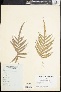 Blechnum orientale image