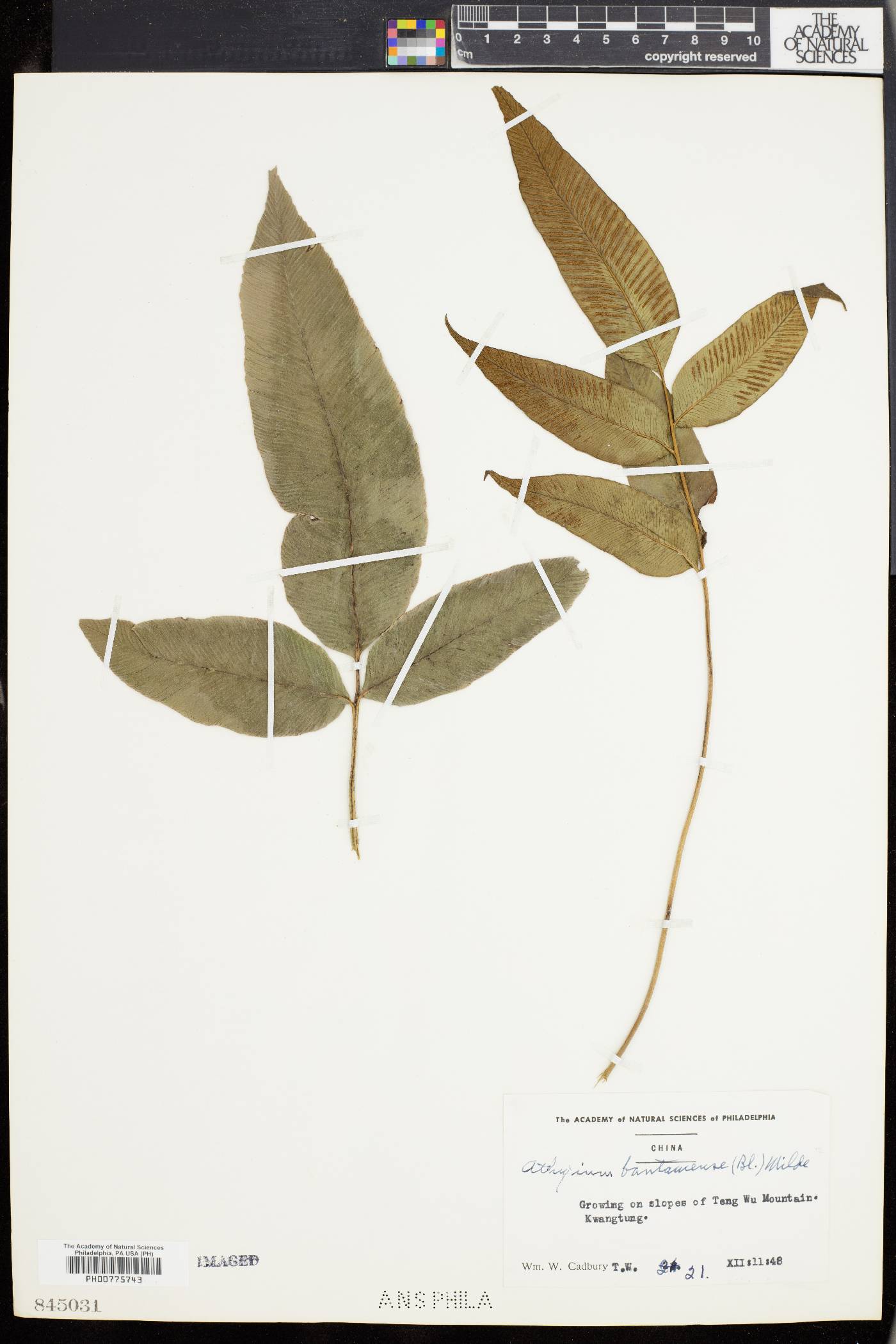 Diplazium bantamense image