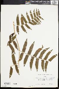 Athyrium esculentum image