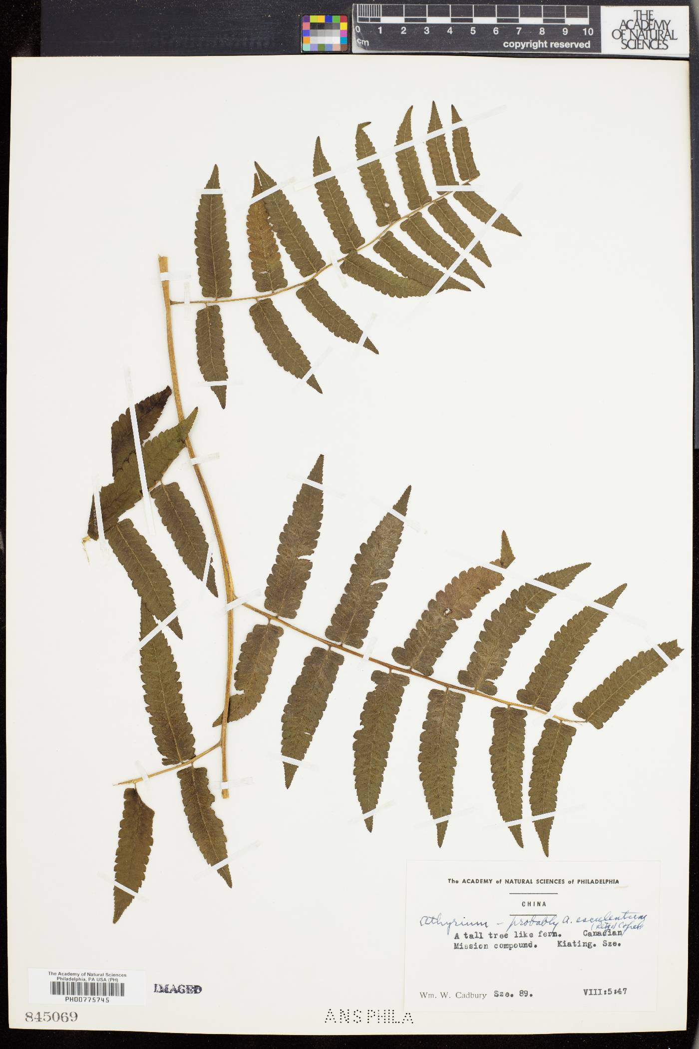 Athyrium esculentum image