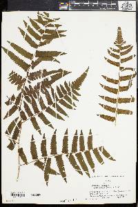 Athyrium esculentum image