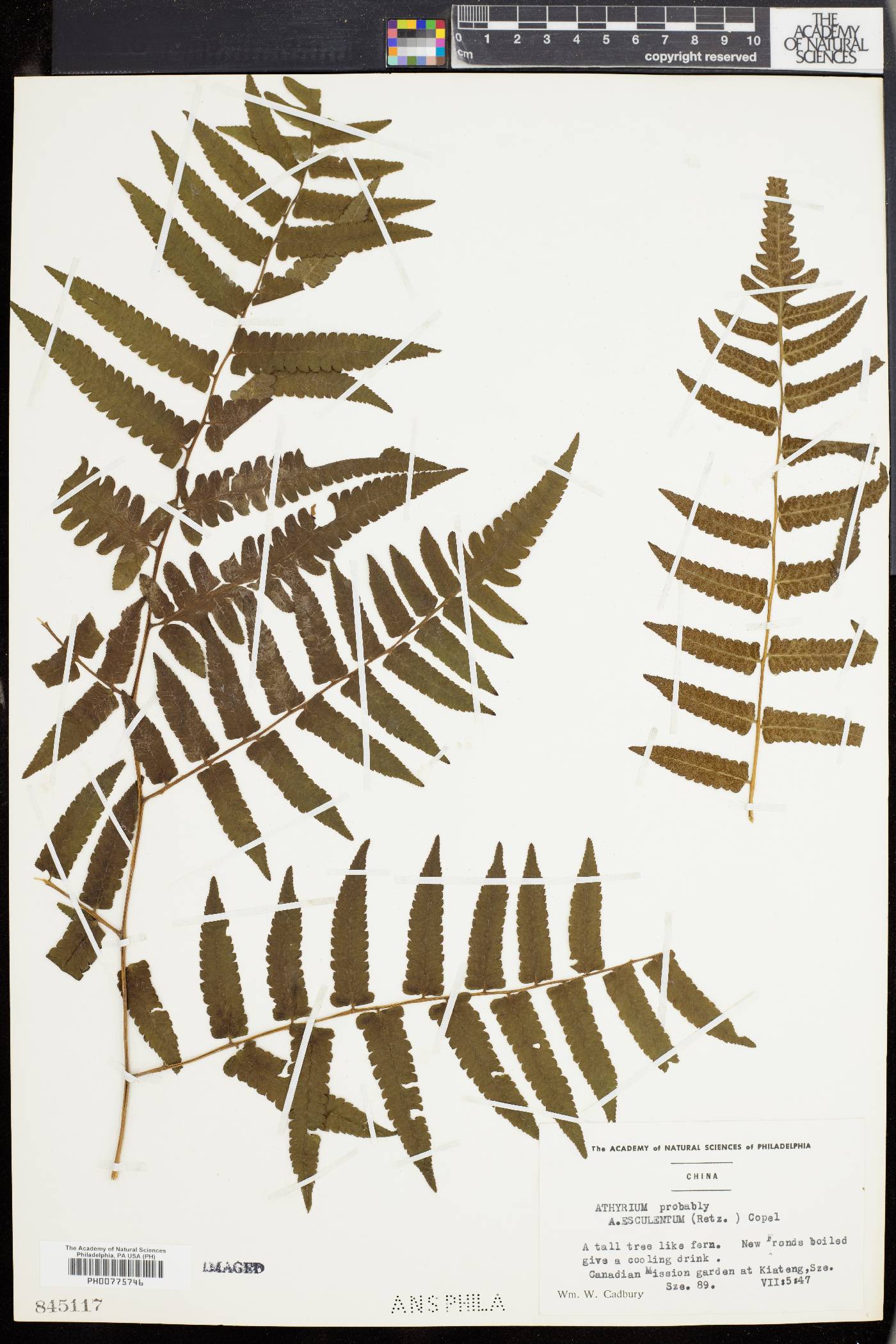 Athyrium esculentum image