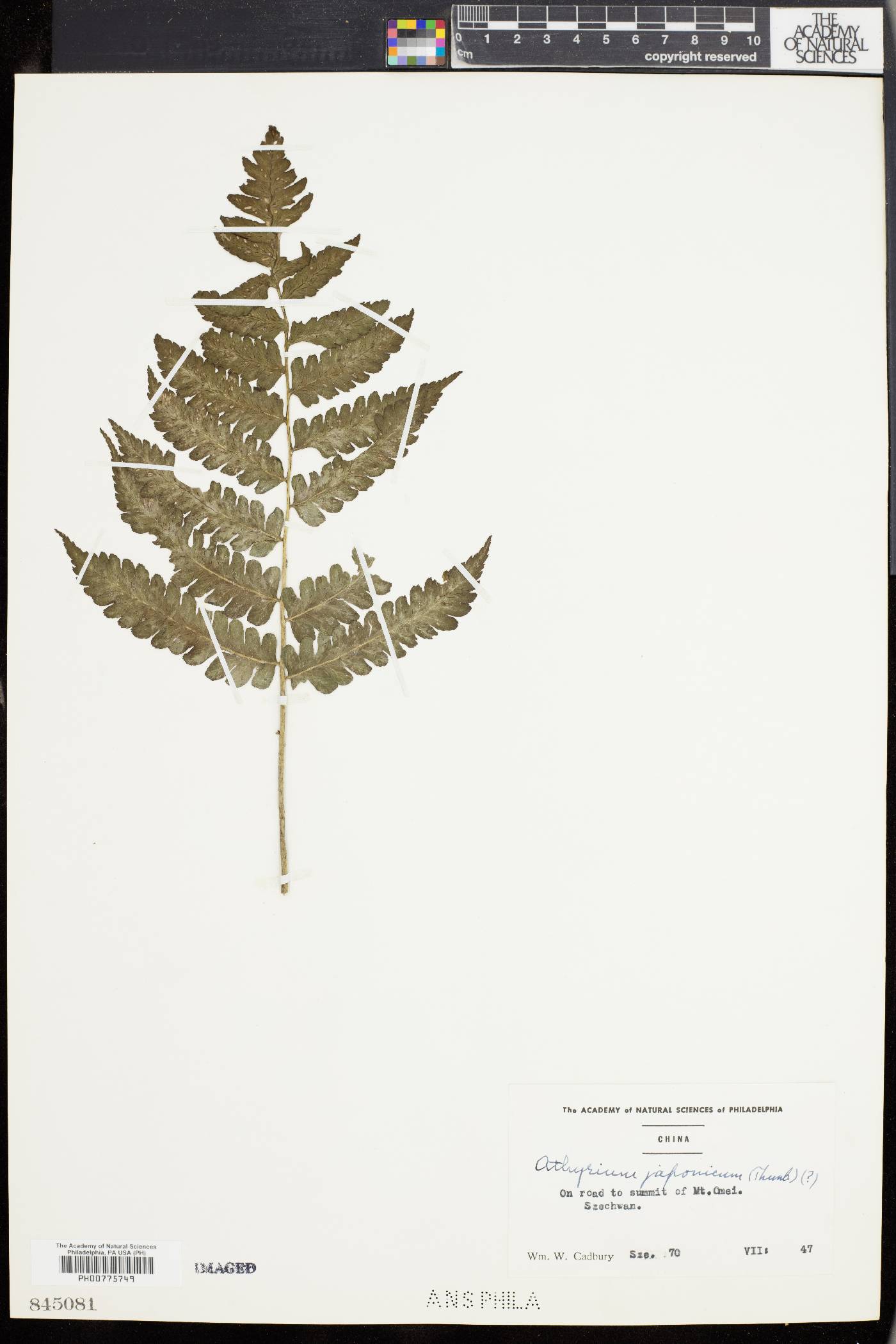 Deparia japonica image