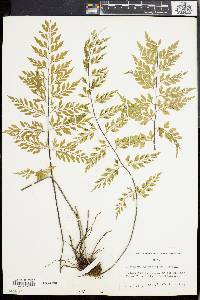 Asplenium laserpitiifolium image