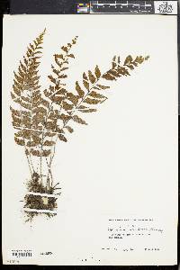 Asplenium crinicaule image