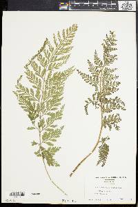 Asplenium bulbiferum image