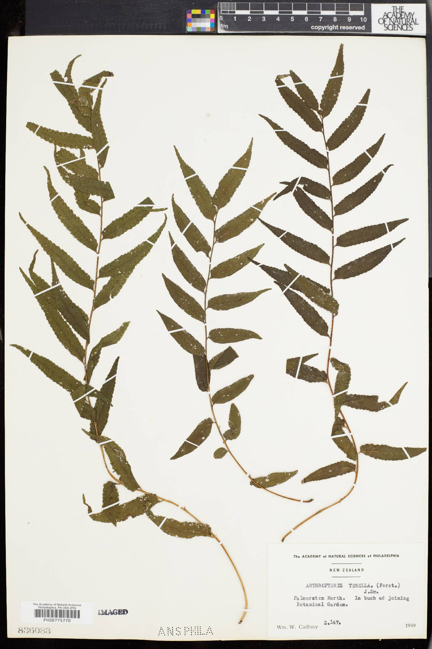 Arthropteris tenella image