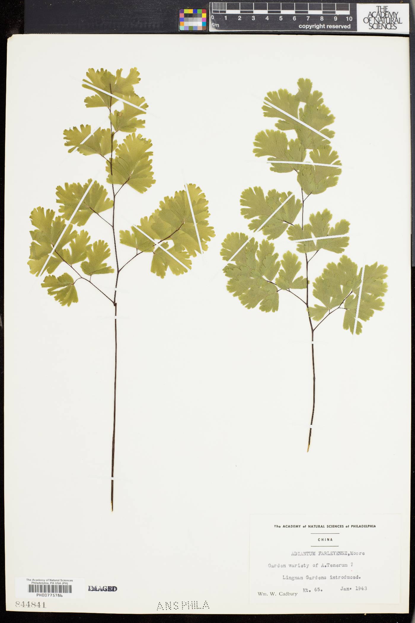 Adiantum tenerum var. farleyense image