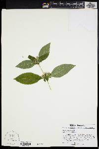 Ruellia strepens image