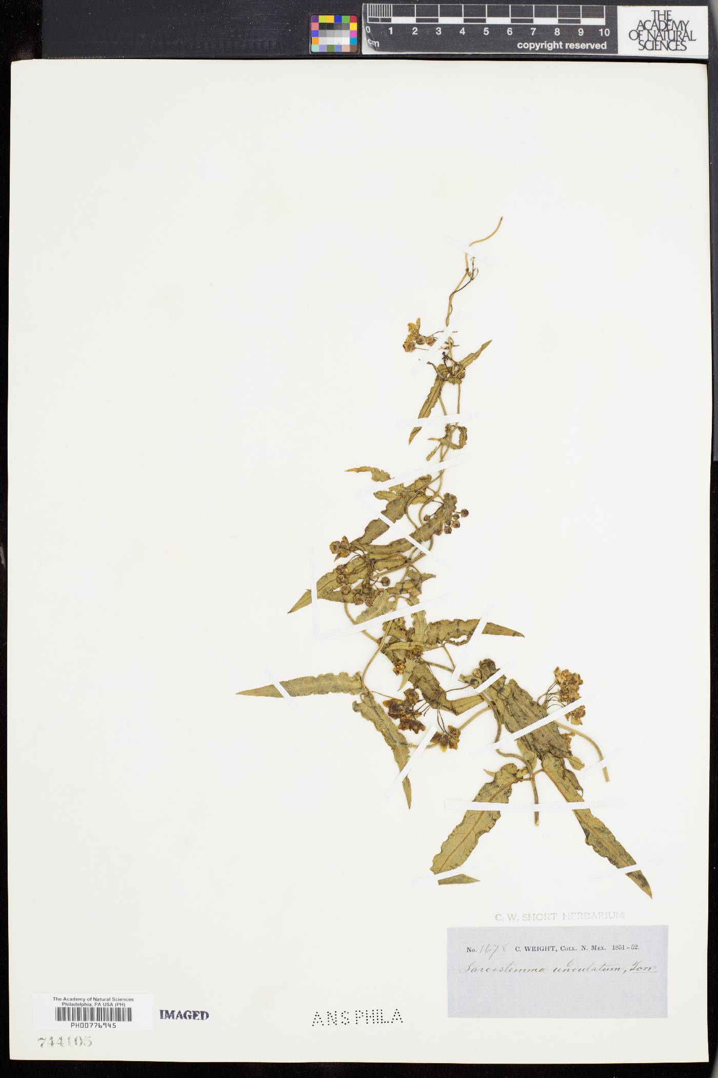 Ruehssia undulata image