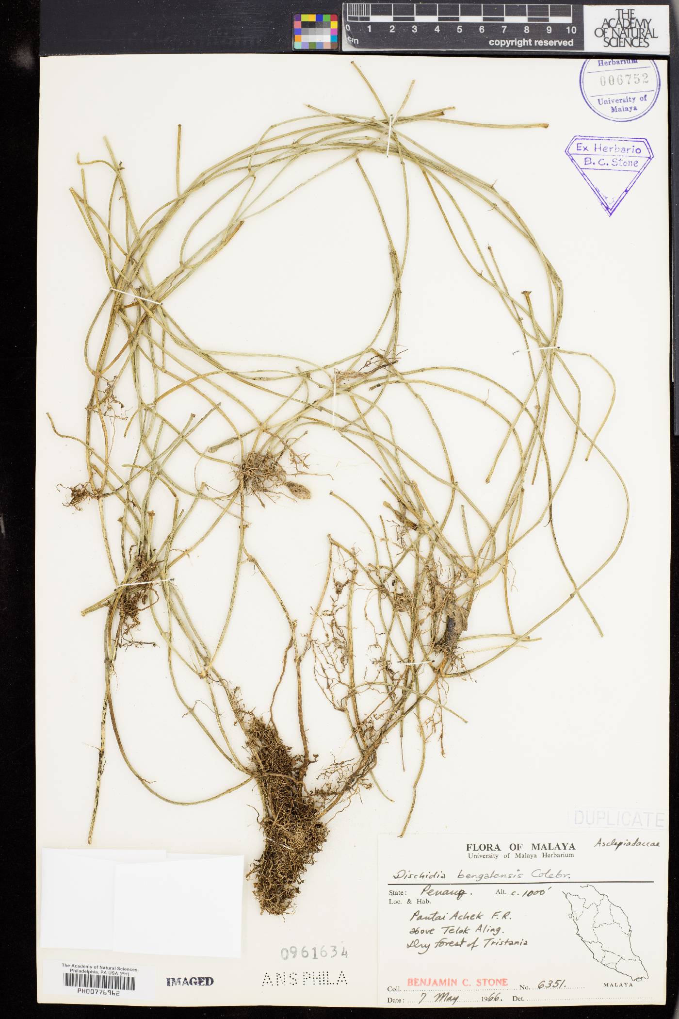 Dischidia bengalensis image