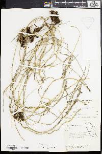 Dischidia bengalensis image