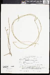 Dischidia bengalensis image