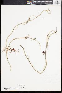 Dischidia bengalensis image
