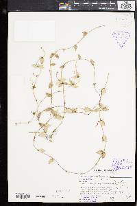 Dischidia hirsuta image