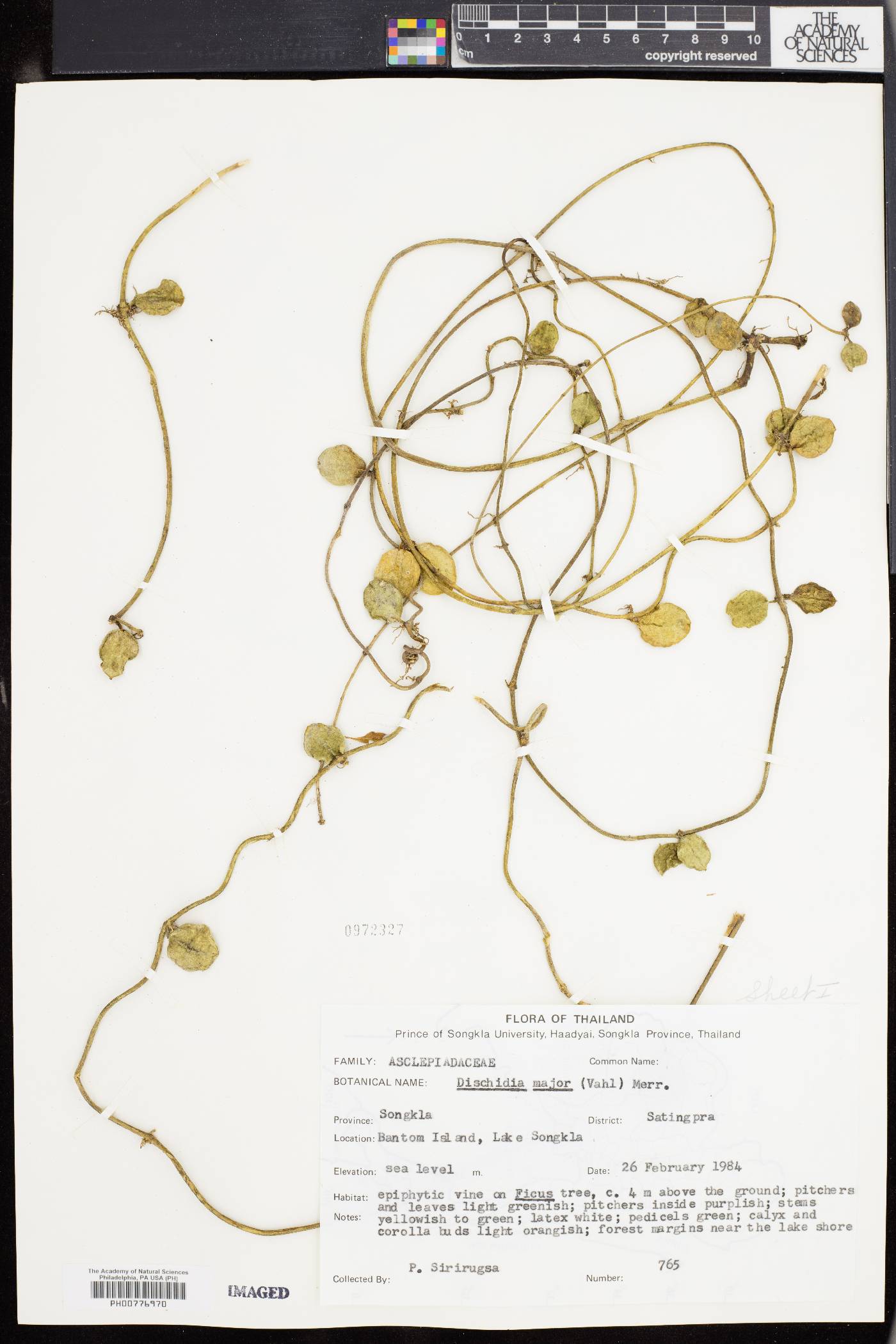 Dischidia major image