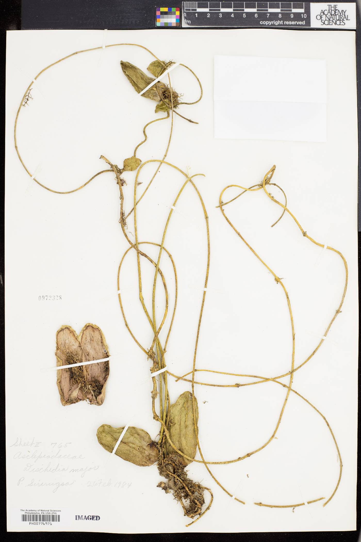 Dischidia major image