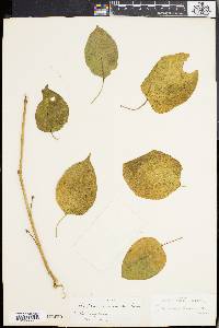 Media resource of Vincetoxicum hookerianum