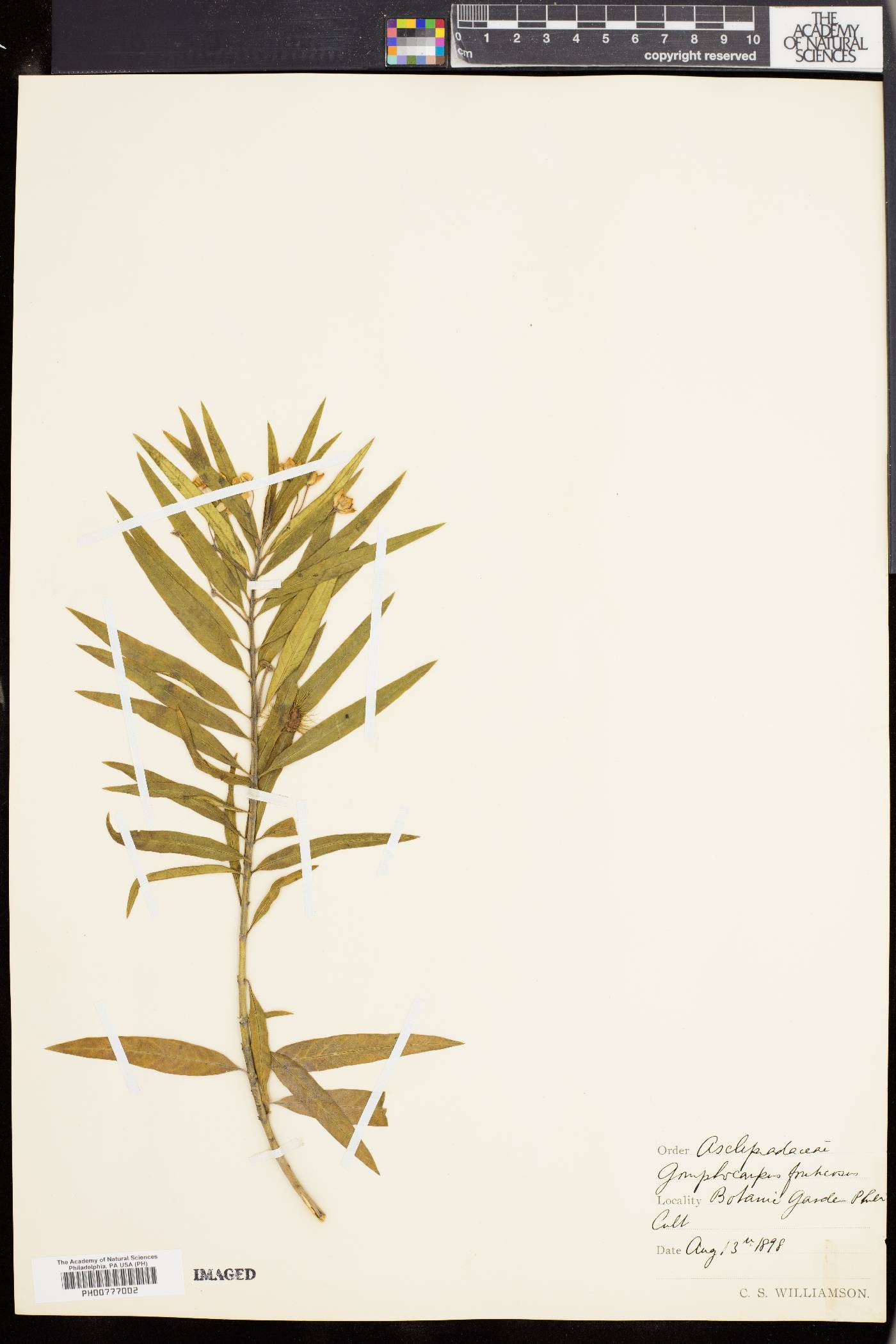 Gomphocarpus fruticosus image