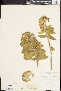 Gomphocarpus cancellatus image
