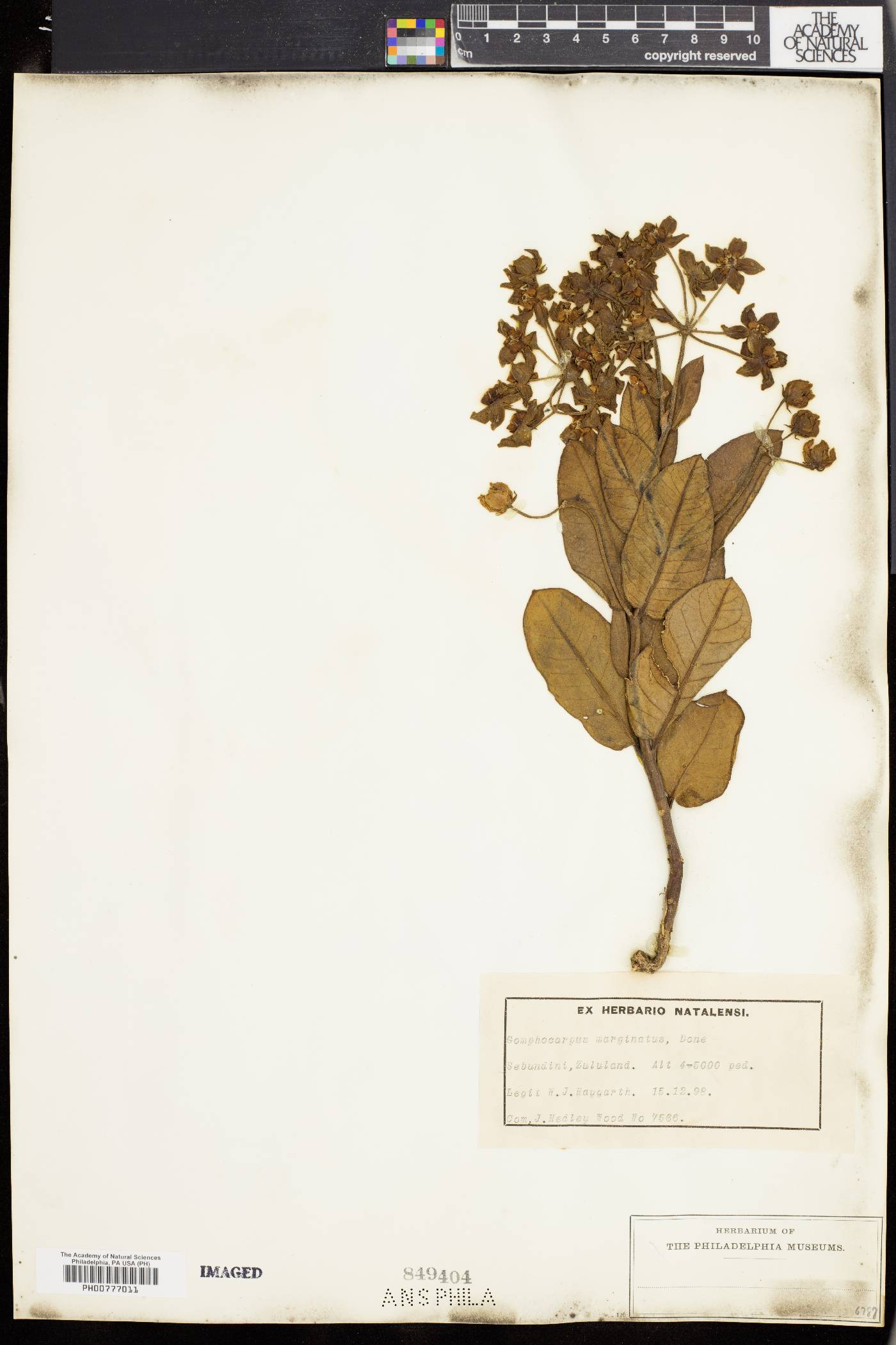 Asclepias fulva image