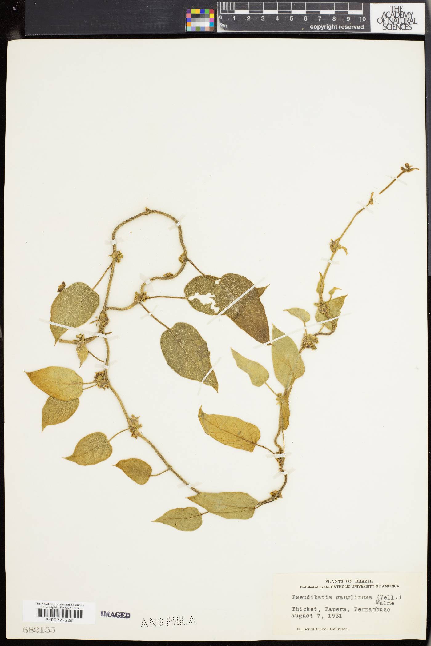 Ibatia ganglinosa image