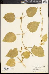 Ibatia maritima image
