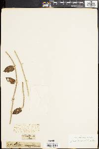 Ibatia maritima image
