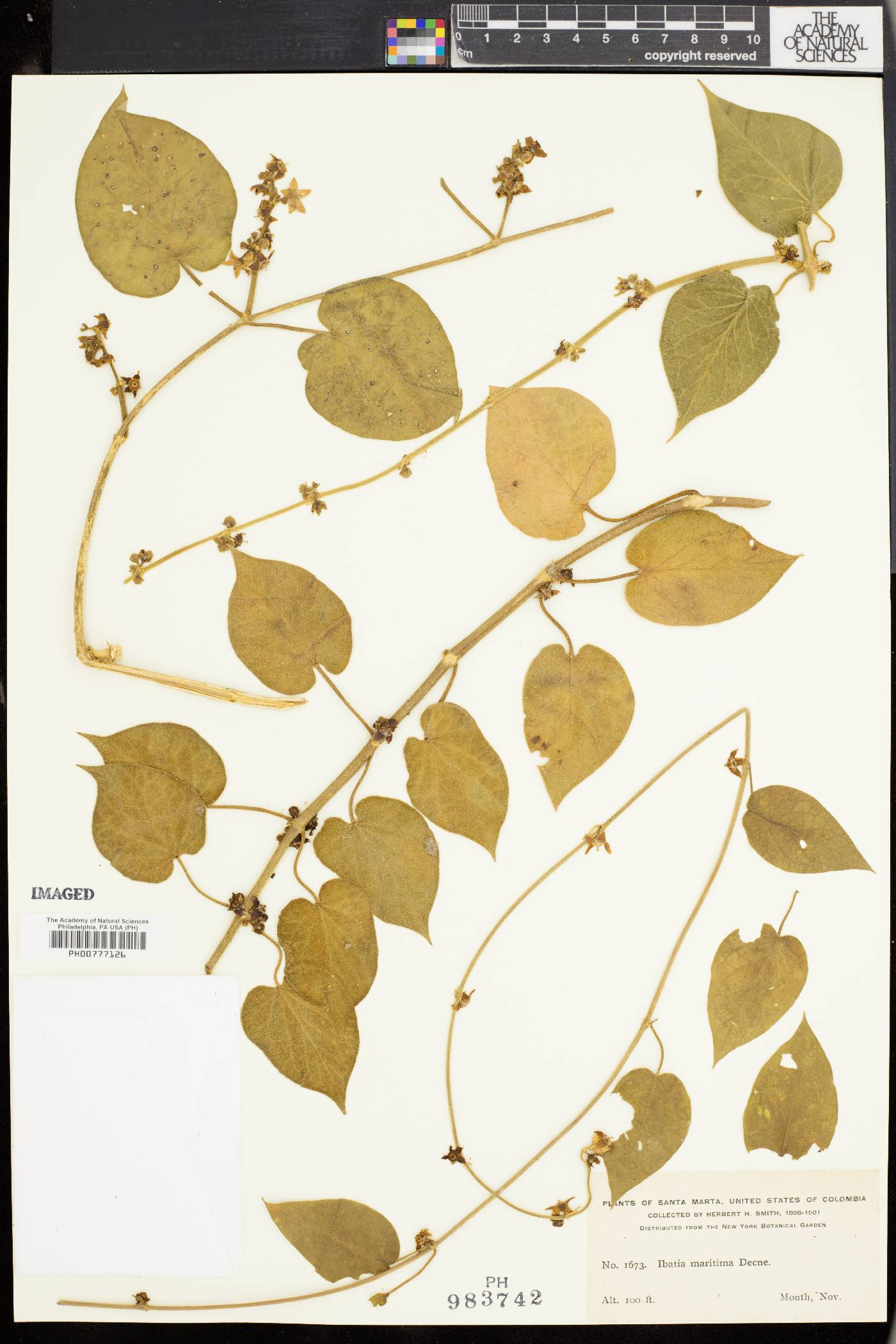 Ibatia maritima image