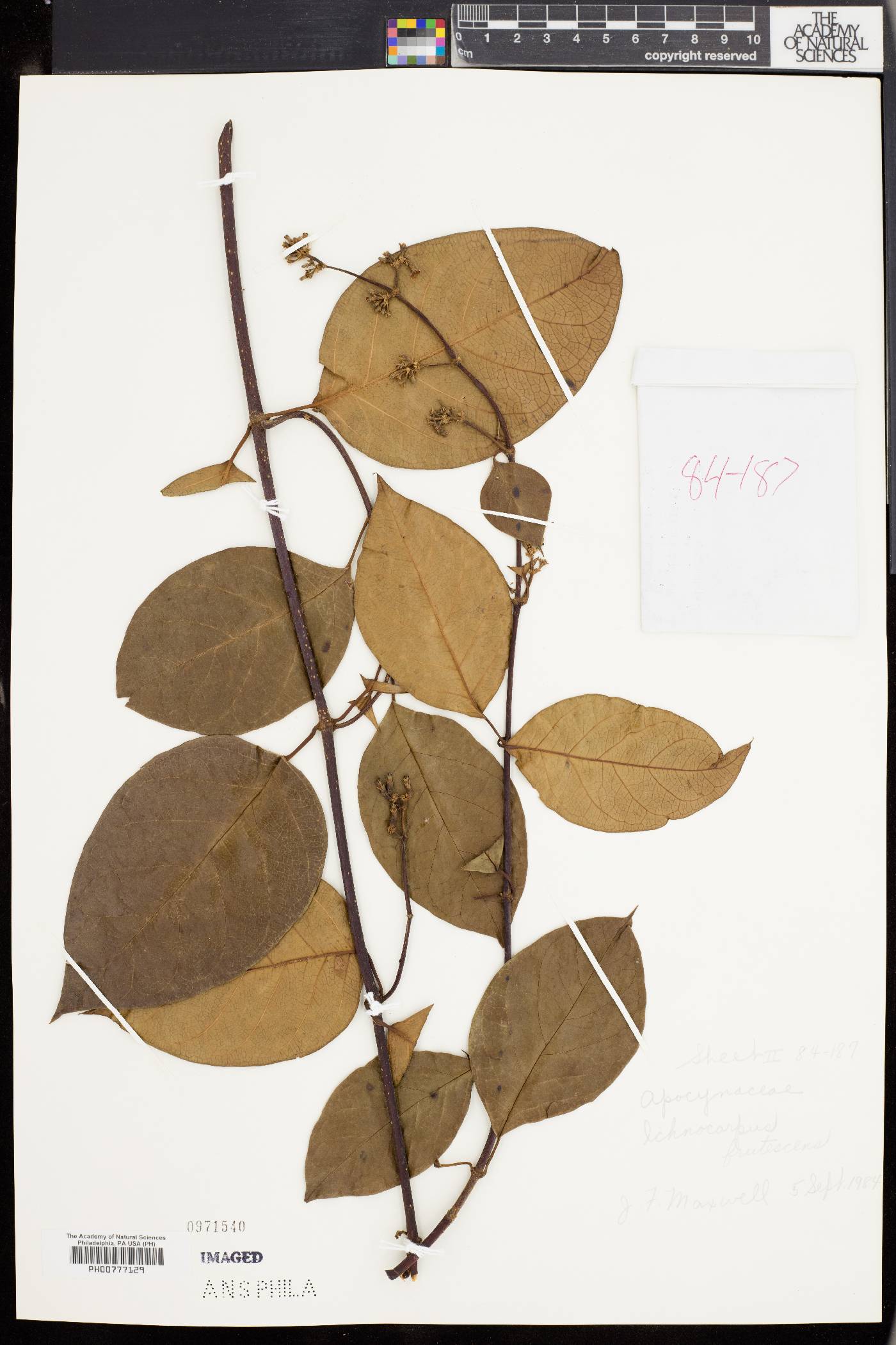 Ichnocarpus frutescens image