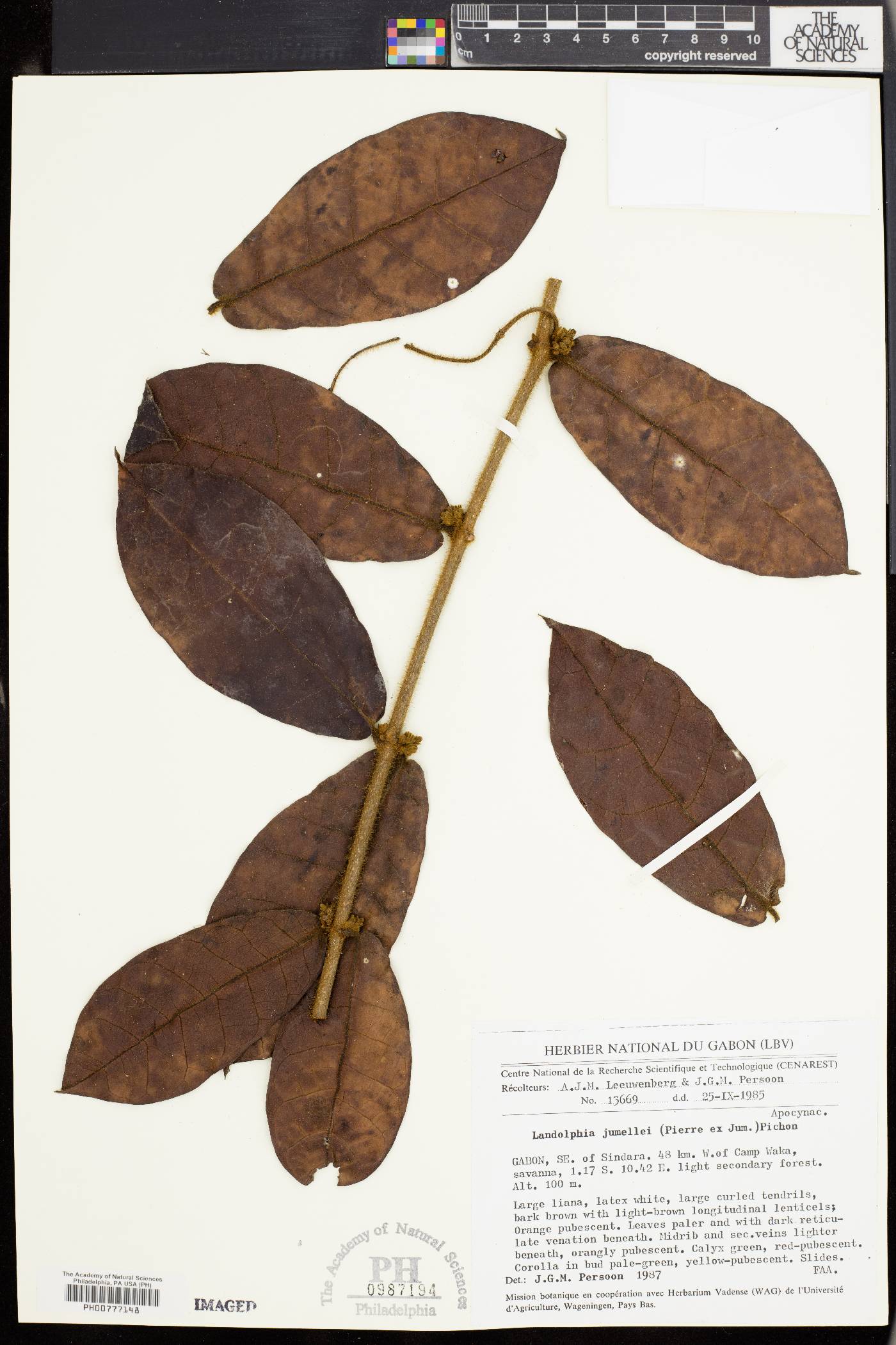 Landolphia jumellei image