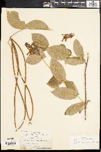 Mandevilla tubiflora image