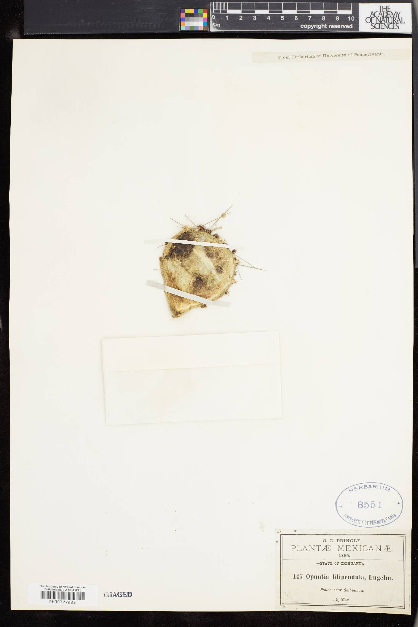 Opuntia filipendula image