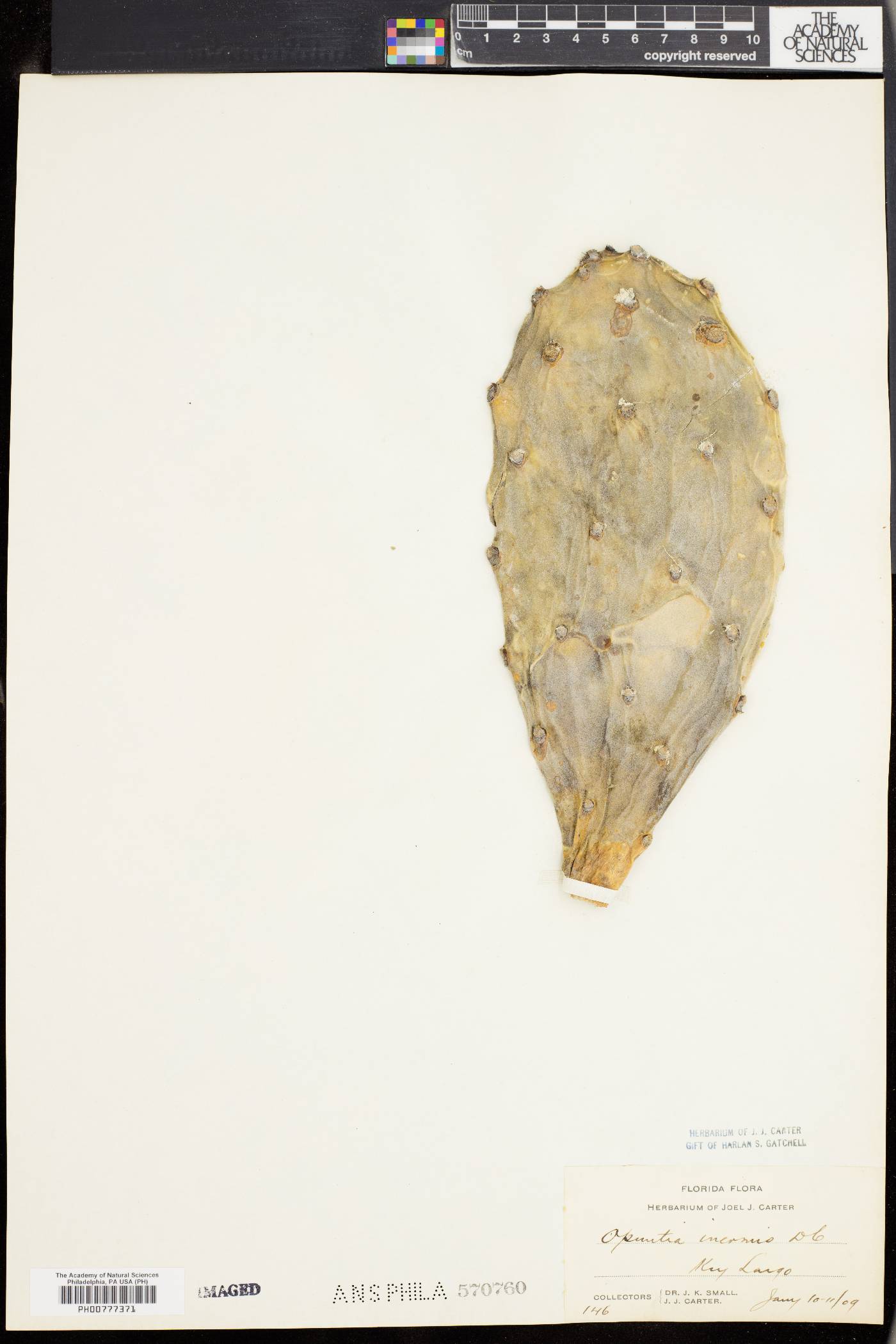Opuntia inermis image