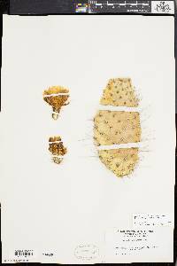 Opuntia polyacantha image